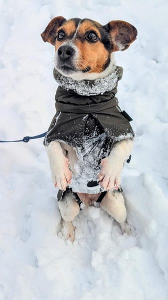 Minnie sucht Jack Russel Liebhaber