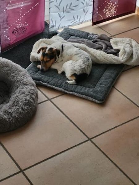 Minnie sucht Jack Russel Liebhaber