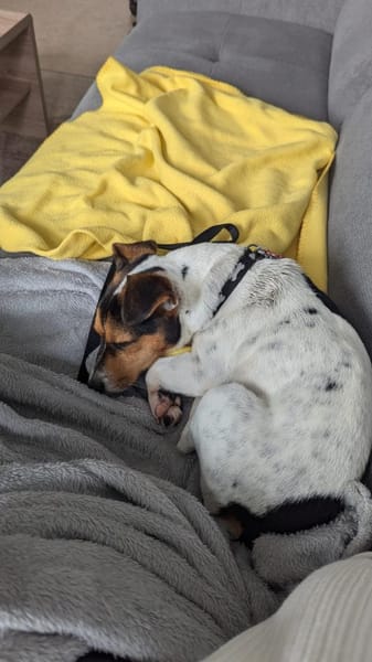 Minnie sucht Jack Russel Liebhaber