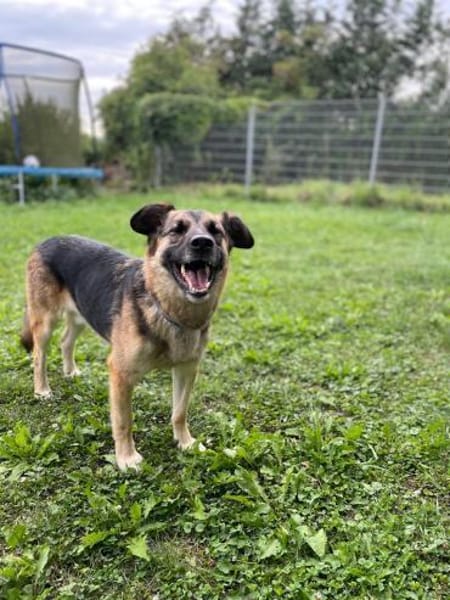 Lewi: stattlich, eleganter Rüde in D
