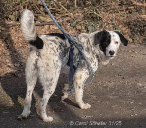 Pepita hat ein Herz aus Gold