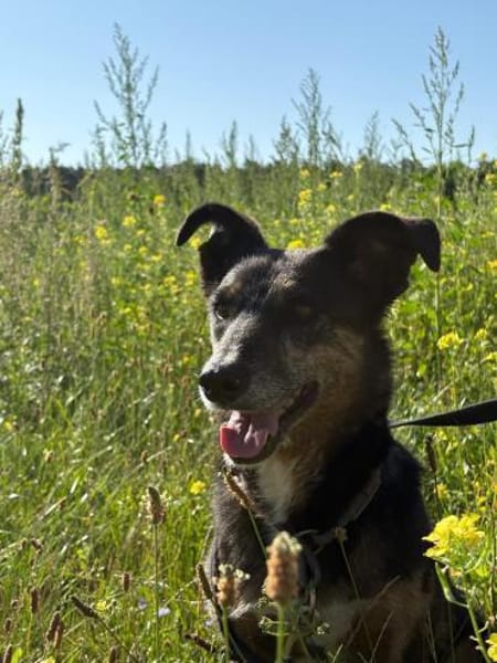 Dolly - eine sanfte Hundedame
