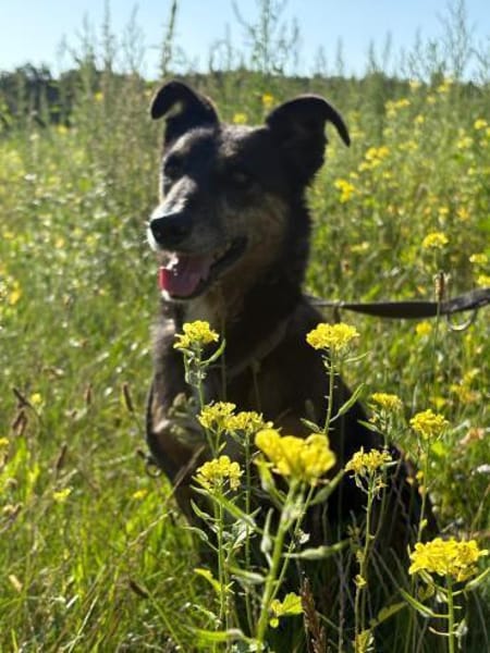 Dolly - eine sanfte Hundedame