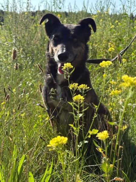 Dolly - eine sanfte Hundedame