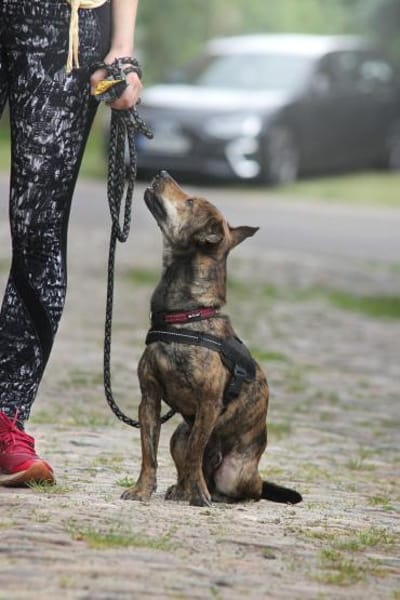 Tiger aus Kalbe sucht SICH!
