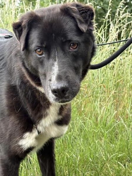 Diego  sanfter Labrador-Mix