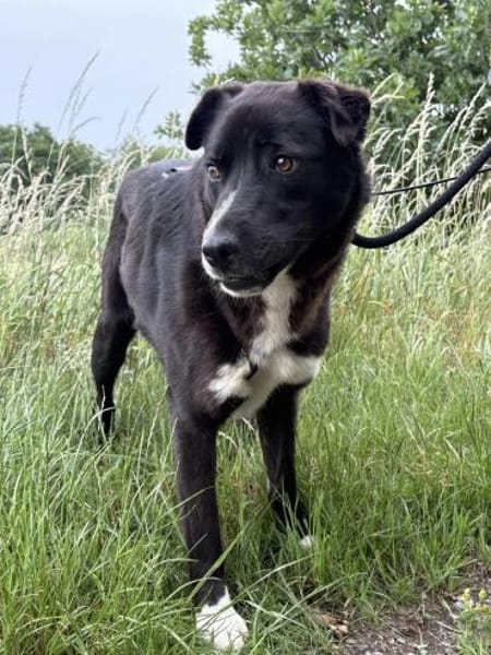 Diego  sanfter Labrador-Mix