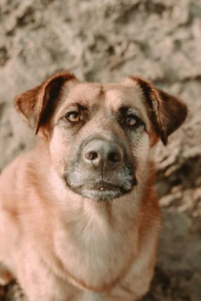 großer Mischling Koda sucht sein Zuhause