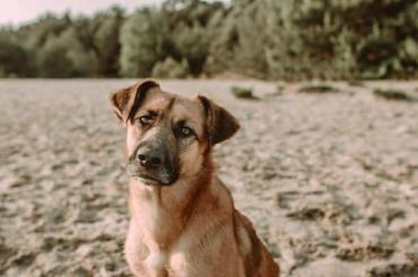 großer Mischling Koda sucht sein Zuhause