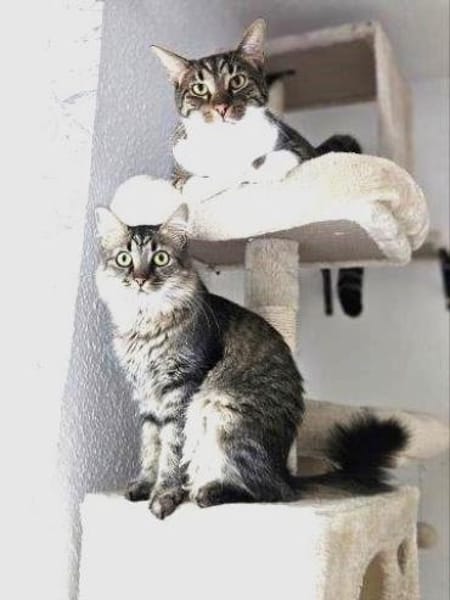 MIEZE & PUFA - ZWEI - Unzertrennliche...