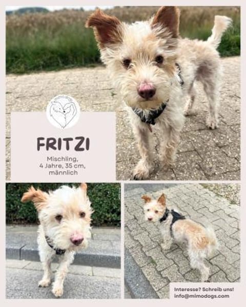 Fritzi - Mini-Pfote mit Maxi-Herz wartet