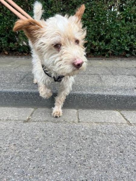 Fritzi - Mini-Pfote mit Maxi-Herz wartet