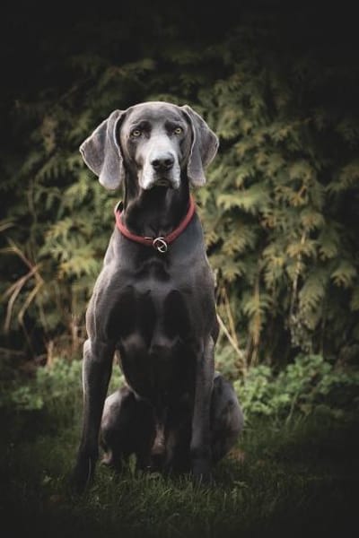 Aramis, stattlicher Weimaranerrüde