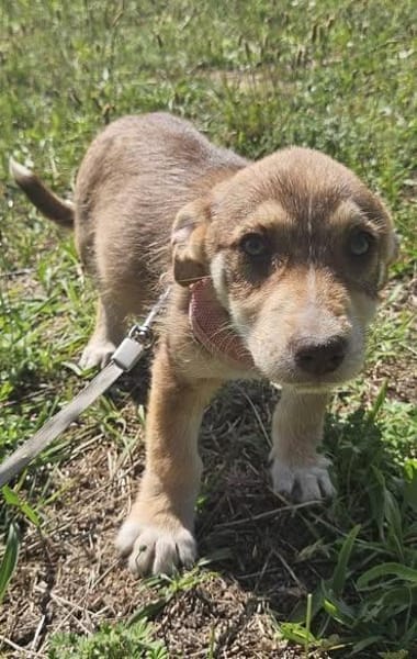 Elfie, kleiner Miniwelpe sucht Zuhause