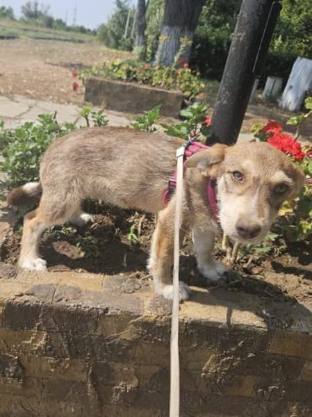 Elfie, kleiner Miniwelpe sucht Zuhause