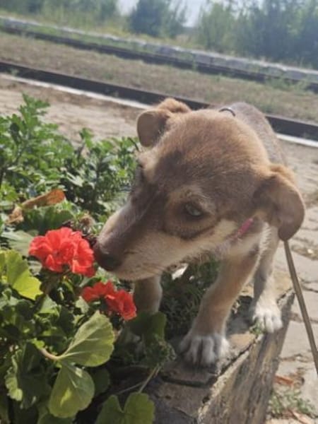 Elfie, kleiner Miniwelpe sucht Zuhause