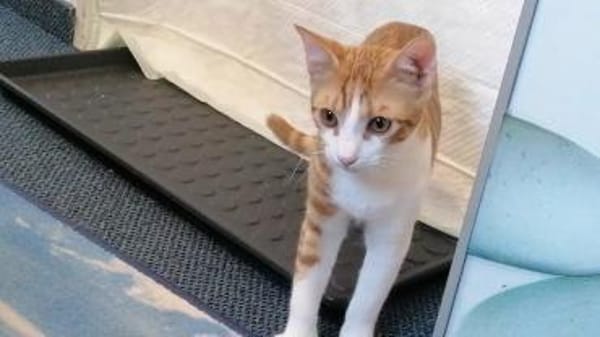 Chilli & Pimenton  Zwei rote Jungkater