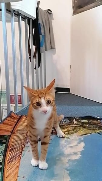 Chilli & Pimenton  Zwei rote Jungkater