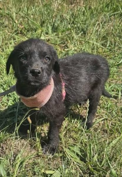 Georgie, kleiner Miniwelpe sucht Zuhause