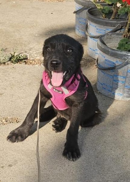 Georgie, kleiner Miniwelpe sucht Zuhause
