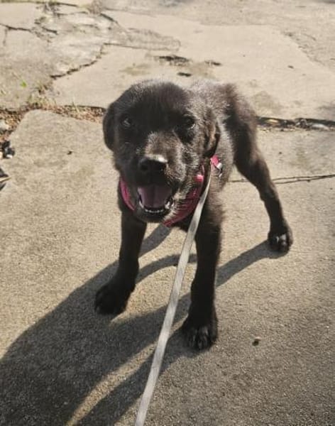 Georgie, kleiner Miniwelpe sucht Zuhause