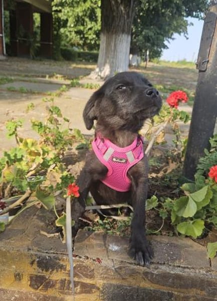 Georgie, kleiner Miniwelpe sucht Zuhause