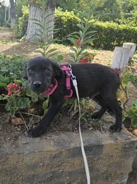Georgie, kleiner Miniwelpe sucht Zuhause