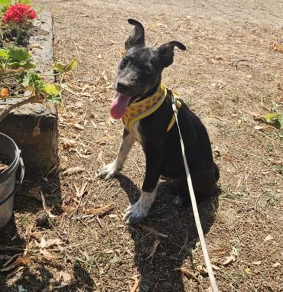Benni, kleiner Welpe sucht neues Zuhause