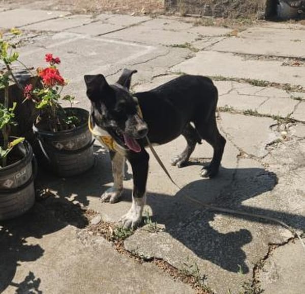 Benni, kleiner Welpe sucht neues Zuhause