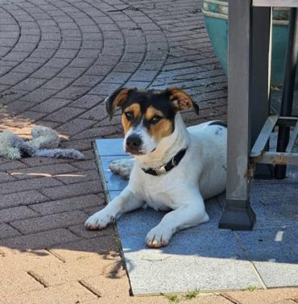 Oskar 💙 sucht seine Familie
