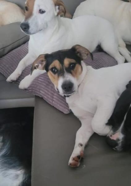 Oskar 💙 sucht seine Familie
