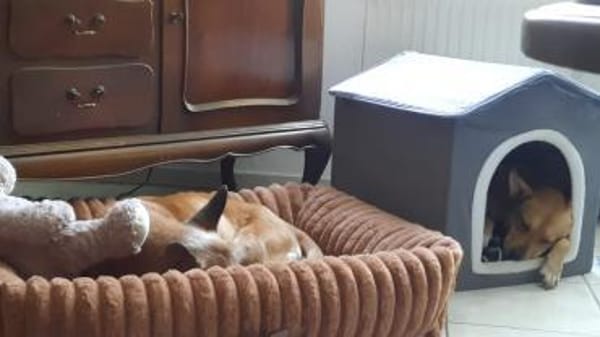 Hündin Lita sucht besondere Menschen