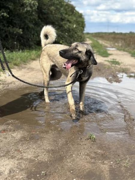 Aron  freundlicher Kangal