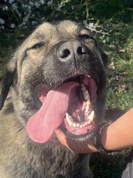 Aron  freundlicher Kangal