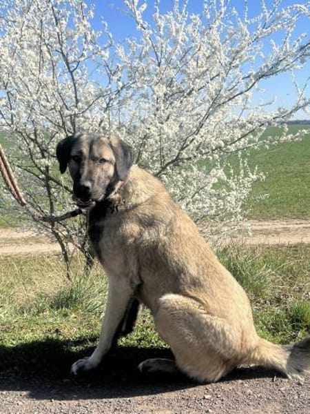 Aron  freundlicher Kangal