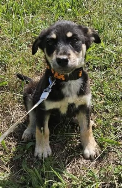 Josie, kleiner Welpe sucht neues Zuhause