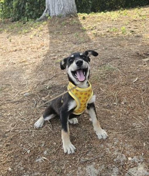 Josie, kleiner Welpe sucht neues Zuhause