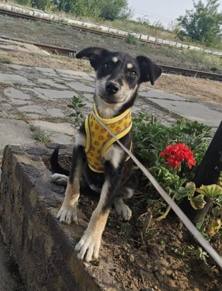 Josie, kleiner Welpe sucht neues Zuhause