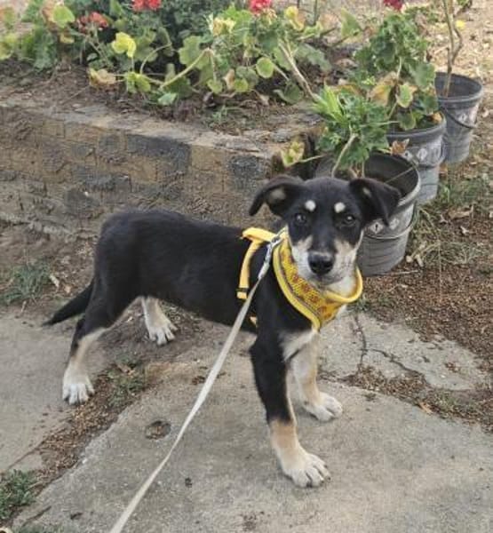 Josie, kleiner Welpe sucht neues Zuhause