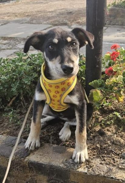 Josie, kleiner Welpe sucht neues Zuhause
