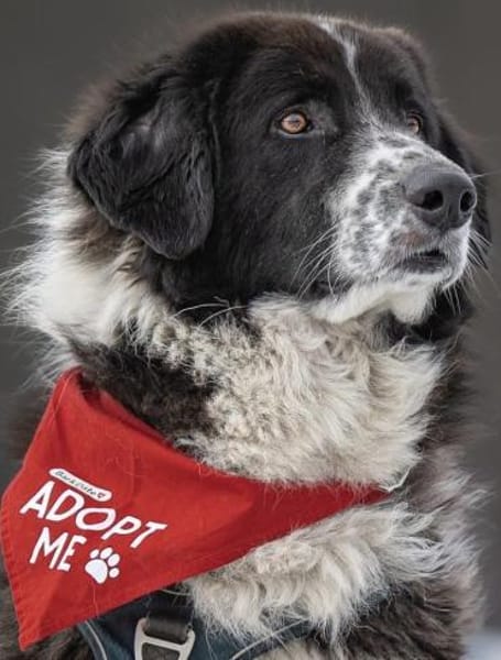Harry - ein treuer Prachtkerl