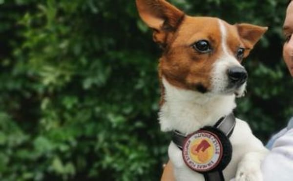 Hurin - Traumhund sucht Traumzuhause