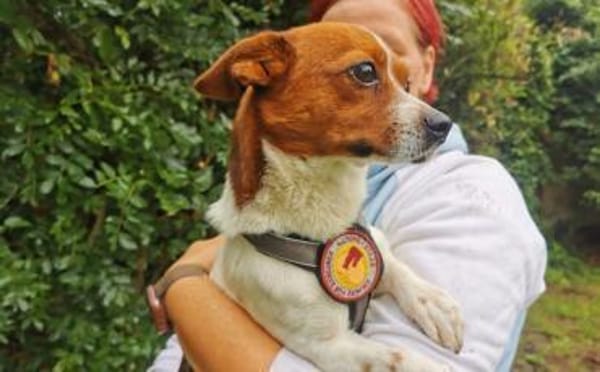Hurin - Traumhund sucht Traumzuhause
