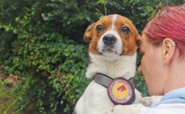 Hurin - Traumhund sucht Traumzuhause