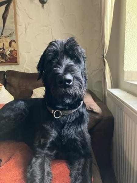 Horst, Riesenschnauzer (geb. 01.2018)