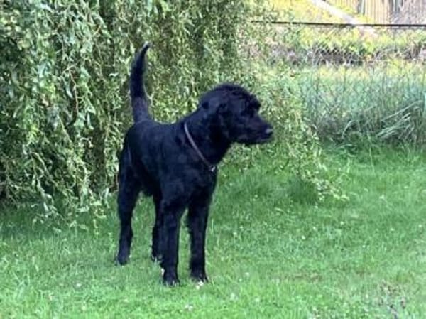 Horst, Riesenschnauzer (geb. 01.2018)