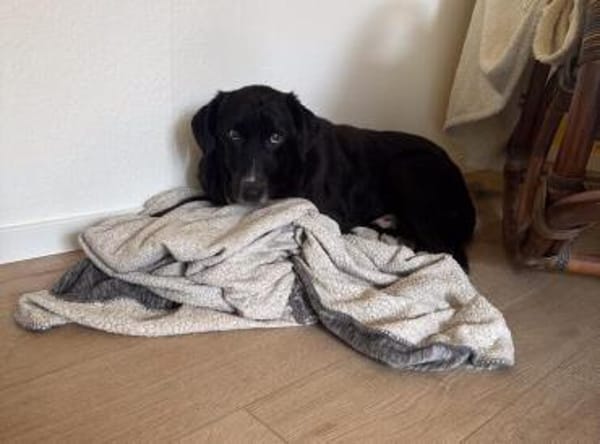 Piran sucht ein Wohlfühlzuhause
