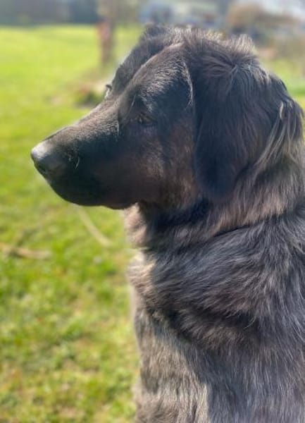 Kuschelbär Aleksa sucht ihre Familie