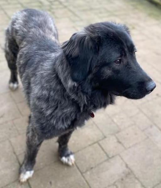 Kuschelbär Aleksa sucht ihre Familie