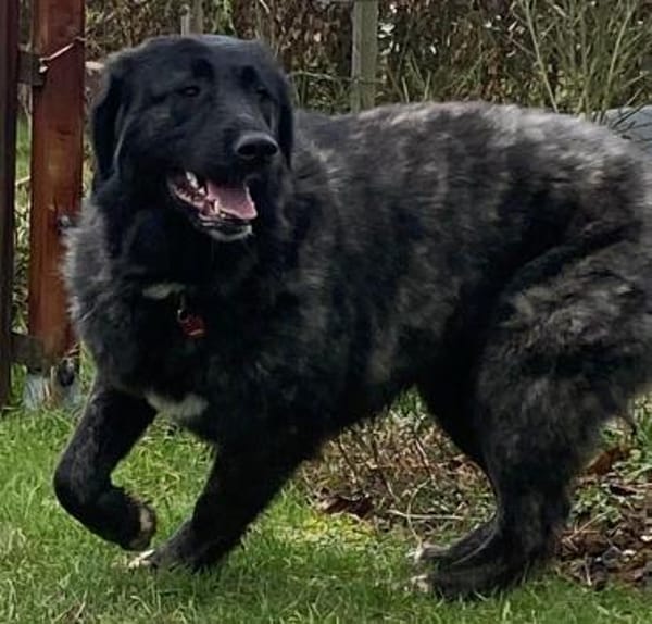Kuschelbär Aleksa sucht ihre Familie